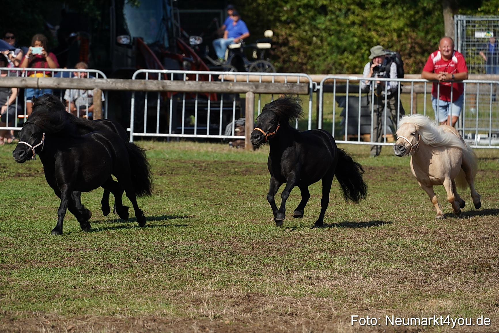 Pferde und Fohlenschau 2022 0079 